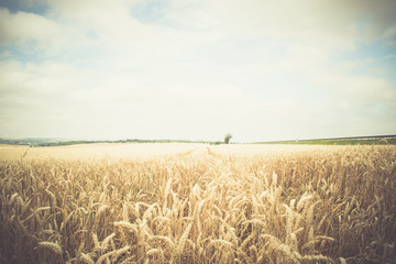 Grain field in the Thuringian Basin