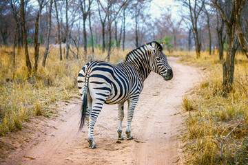 zebra in kruger national park, mpumalanga, south africa 16