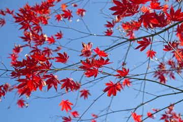 F&auml;cher-Ahorn im Herbst mit roten Bl&auml;ttern