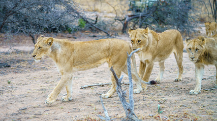 lions in kruger national park, mpumalanga, south africa 2