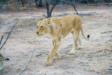 Obraz na płótnie Canvas lions in kruger national park, mpumalanga, south africa 4