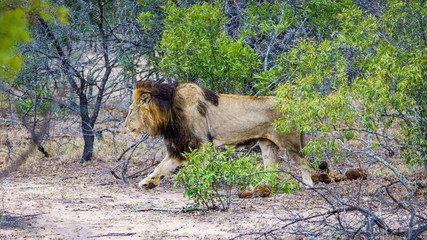 male lion in kruger national park, mpumalanga, south africa 1