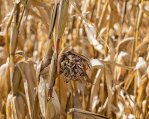 Ear of corn with deformed growth from kernels while on cornstalk in cornfield during harvest season