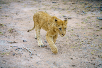 young lions in kruger national park, mpumalanga, south africa 26