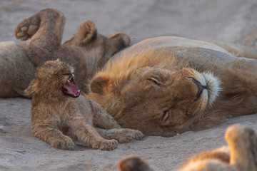 yawning lion cub with mother lion