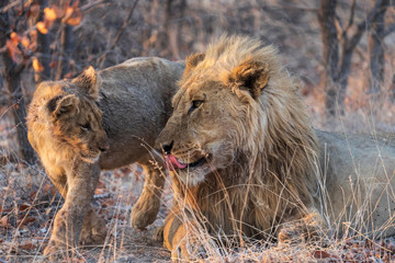 male lion and a cub