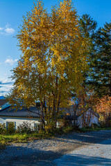 tree view in autumn somewhere in Norway