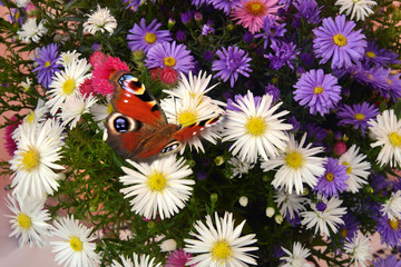 Blumen 1167 © K.-U. Häßler