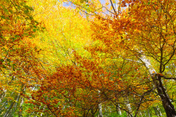 Trees with golden and yellow leaves