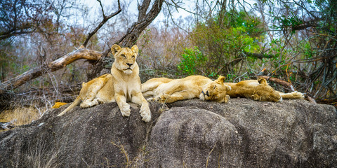 lions posing on a rock in kruger national park, mpumalanga, south africa 114