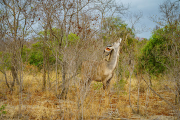 antelope in kruger national park, mpumalanga, south africa 1