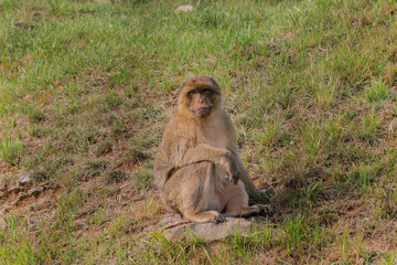 Gibraltar monkey walking through its territory