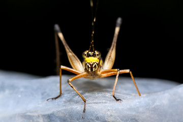 Beautiful yellow bush cricket (family Tettigoniidae aka katydids) during a ecotourism jungle hike in Gunung Leuser National Park, Bukit Lawang, Sumatra, Indonesia