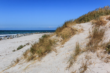 Fototapeta na wymiar Sanddüne auf Hiddensee an der Ostsee
