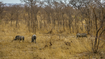 warthogs in kruger national park, mpumalanga, south africa 3