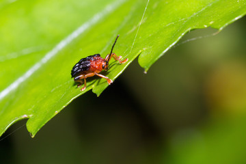 Beautiful unknown small red and black beetle during a ecotourism jungle hike in Gunung Leuser National Park, Bukit Lawang, Sumatra, Indonesia