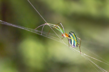 Beautiful spider (pres. genus Leucauge, aka orchard spider, a long-jawed orbweaver) during a ecotourism jungle hike in Gunung Leuser National Park, Bukit Lawang, Sumatra, Indonesia