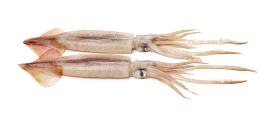 Fresh squid isolated on white background 