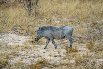 warthogs in kruger national park, mpumalanga, south africa 6