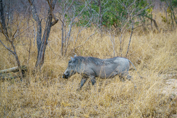 warthogs in kruger national park, mpumalanga, south africa 7