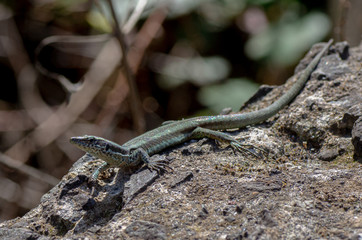The lizard sits on a under the sun