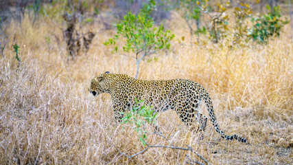 leopard in kruger national park, mpumalanga, south africa 7