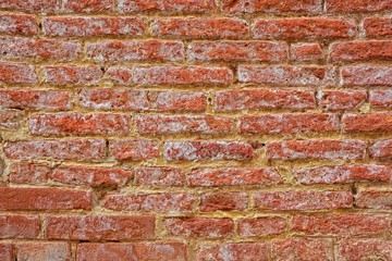 Red brick wall with saltpeter and moisture.