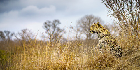 leopard in kruger national park, mpumalanga, south africa 38