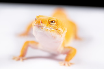 Leopard Gecko, eublepharis macularis, close up photograph on a plain white background