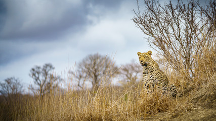 leopard in kruger national park, mpumalanga, south africa 91