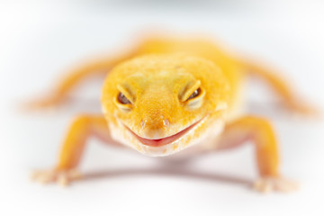 Leopard Gecko, eublepharis macularis, close up photograph on a plain white background