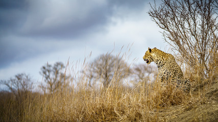 leopard in kruger national park, mpumalanga, south africa 97