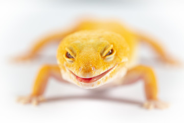 Leopard Gecko, eublepharis macularis, close up photograph on a plain white background