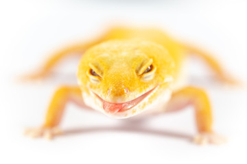 Leopard Gecko, eublepharis macularis, close up photograph on a plain white background