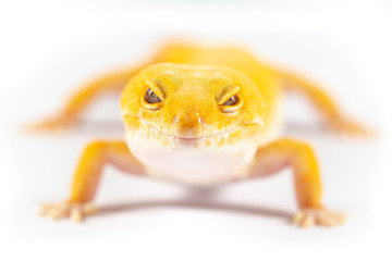 Leopard Gecko, eublepharis macularis, close up photograph on a plain white background