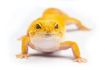 Leopard Gecko, eublepharis macularis, close up photograph on a plain white background
