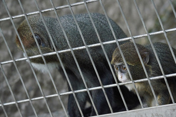 上野動物園の猿（Brothera Guenon, Brother Monkey）