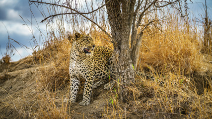 leopard in kruger national park, mpumalanga, south africa 135