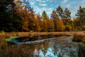 Fototapeta na wymiar Fall colors in the forest! late afternoon when the sun goes down, the fall colors really come out !!