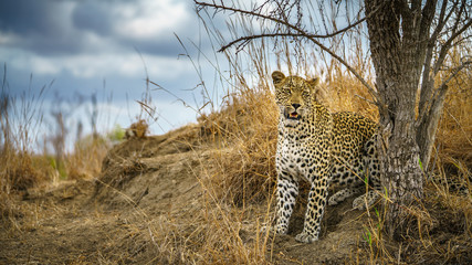 leopard in kruger national park, mpumalanga, south africa 164