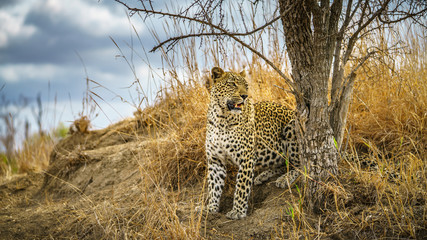 leopard in kruger national park, mpumalanga, south africa 180