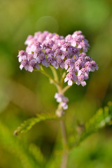 Schafgarbe (Achillea millefolium L.) © Karin Jähne