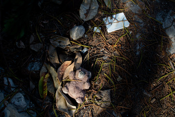 Mysterious scene of an old teddy bear and a notebook on the floor of an open field