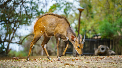 little antelope in kruger national park, mpumalanga, south africa 11
