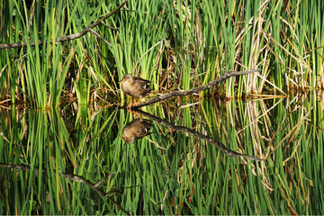 Pond surface mirroring with duck sitting on branch with green grassy background
