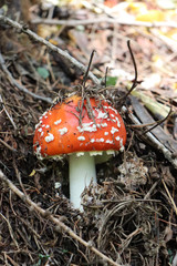 red fly agaric mushroom