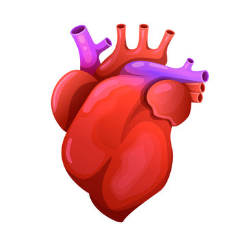 Red heart with orteria. Anatomically realistic organ. Vector illustration
