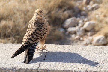 Raubvogel im Etosha Nationalpark