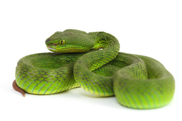 Close up White-lipped Green Pit Viper snake (trimeresurus albolabris) isolated on white background
