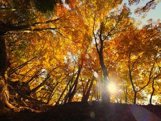 Fototapeta na wymiar Japanese Autumn Mountain Photography
